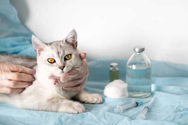 Benefits of Using Buspirone for Feline Anxiety Relief