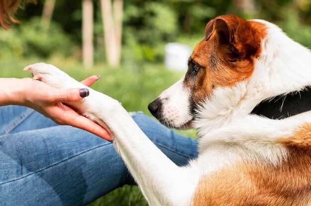 Understanding the Impact of Buspirone Side Effects on Canine Companions